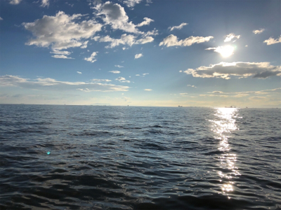 台風一過からのミニサゴシ他^_^