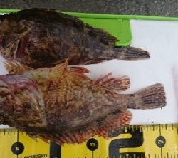 ロックフィッシュ&キス釣り