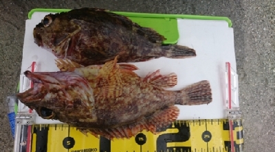 ロックフィッシュ&キス釣り