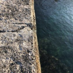 青物狙いでしたが…