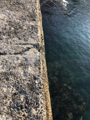 青物狙いでしたが…