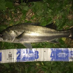 大野川水系ナイトゲーム