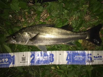 大野川水系ナイトゲーム