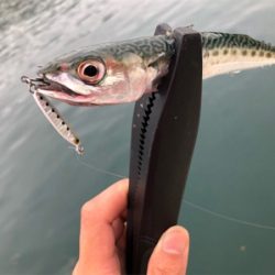 ネコリグとライトゲーム