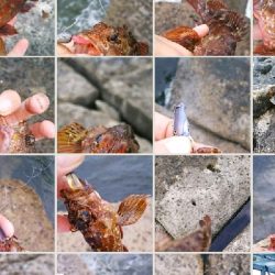 ストレス発散野島沖堤防！