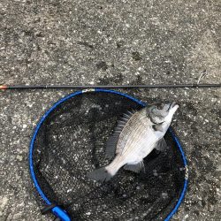 チヌ落とし込み