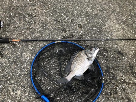 チヌ落とし込み