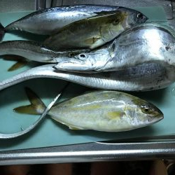 ショアジギング