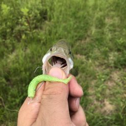 吉野川の子バス釣り