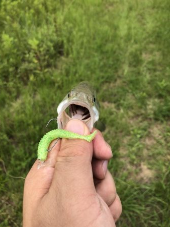 吉野川の子バス釣り
