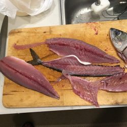 イカは難しいなぁ