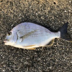 安定の夕マヅメ勝負