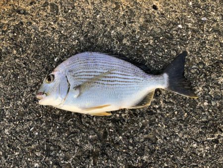 安定の夕マヅメ勝負