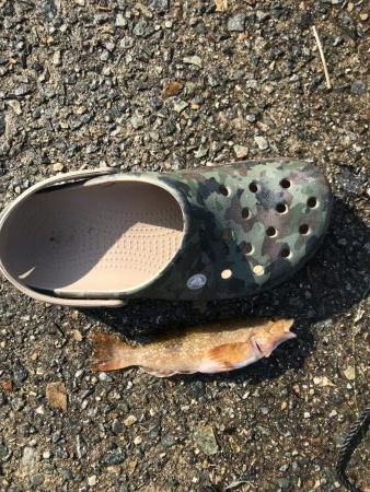 豆アジじゃなくてガシラ大量発生