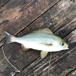 きらがわ漁場にて