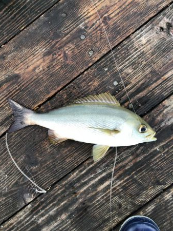 きらがわ漁場にて