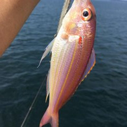 ライトショアスロー