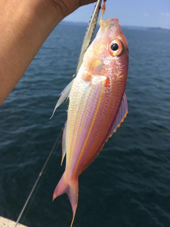 ライトショアスロー