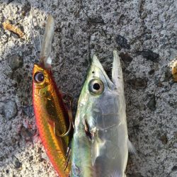 サワラのベイビーpart2