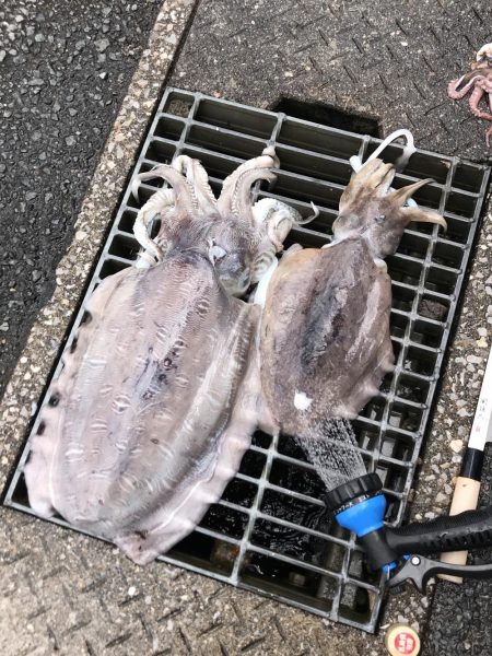 イカも終盤アコウはこれから