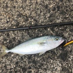 〜エンドレス青物回遊中〜