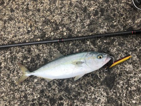 〜エンドレス青物回遊中〜