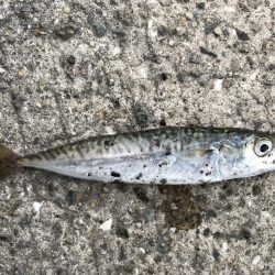 過去最高のガシラ‼︎