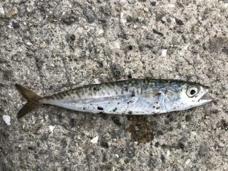 過去最高のガシラ‼︎