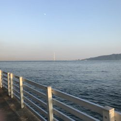 タシッペおすすめの。