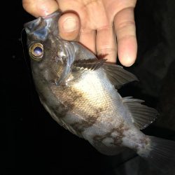 初アジング！？