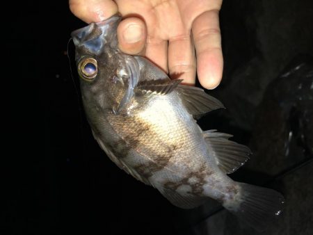 初アジング！？