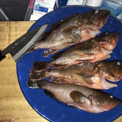 穴からキジハタ