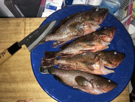 穴からキジハタ