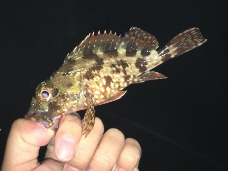 アジングでガシラ