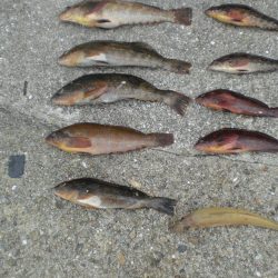 台風前チョイ投げ