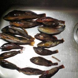 今日もいた！！