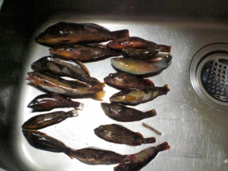 今日もいた！！