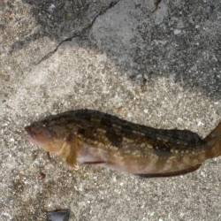 アイナメ・ガシラ祭り