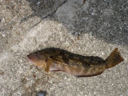 アイナメ・ガシラ祭り