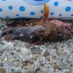 タコ釣れず・ガシラ