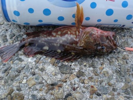 タコ釣れず・ガシラ