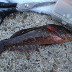 アイナメ・ガシラ