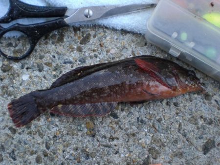 アイナメ・ガシラ