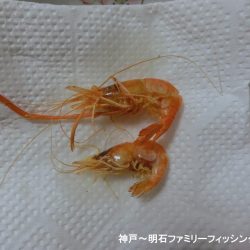テナガエビはシーズン終わり?
