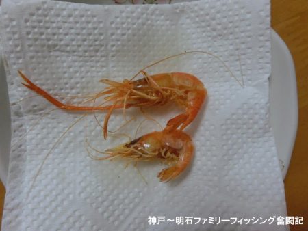 テナガエビはシーズン終わり?