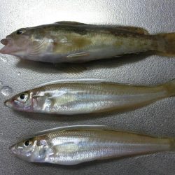 猛暑短時間キス狙い