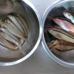 小浜港でサビキ＆キス釣り