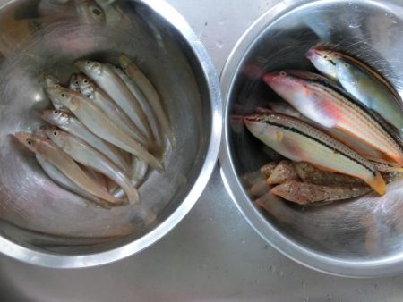 小浜港でサビキ＆キス釣り