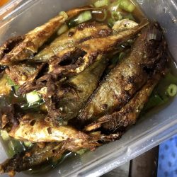 今夜もアジング!