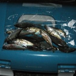 アジング好調、ついでにサバゲーも?